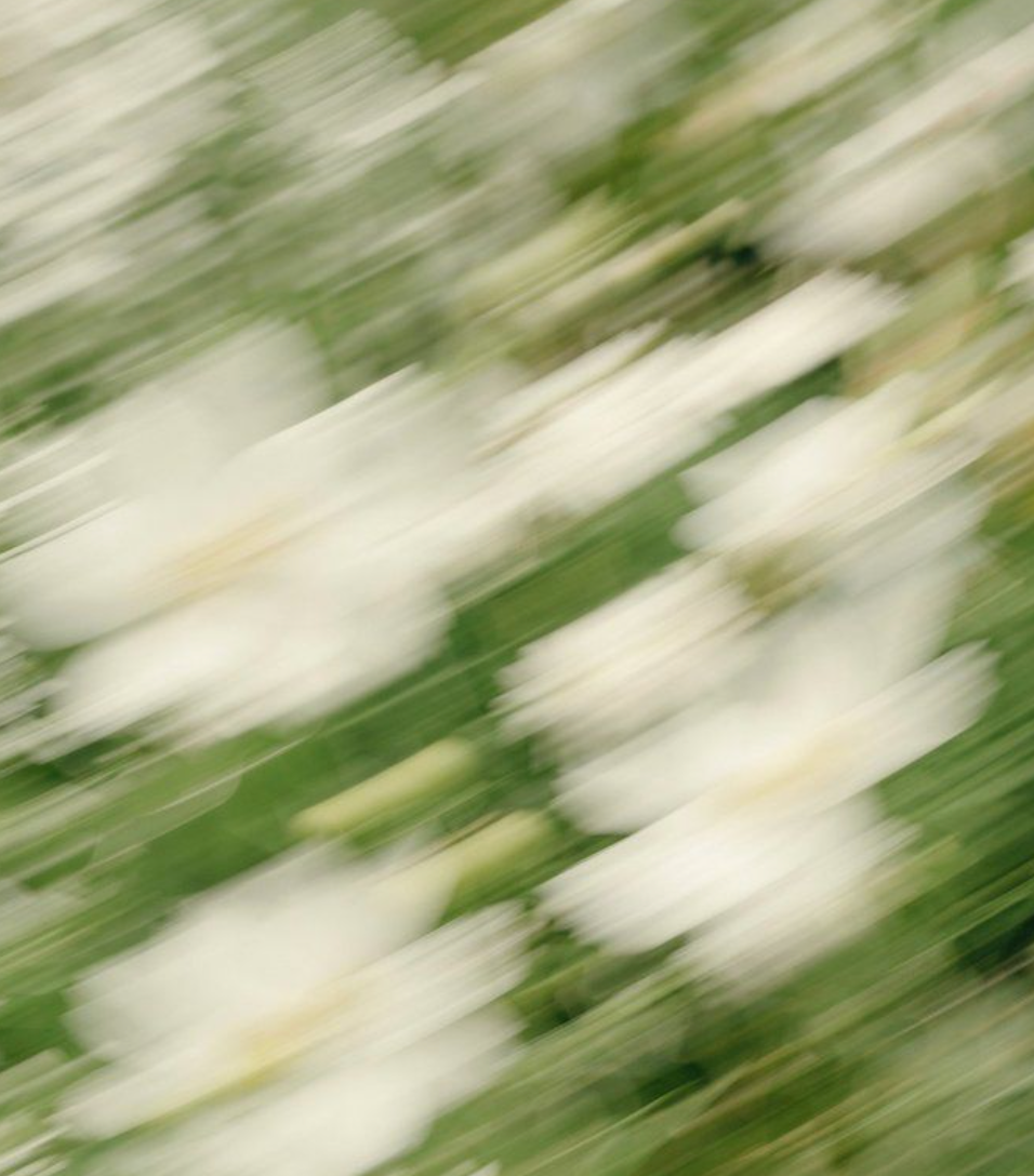 Blurred image of white flowers with a green background