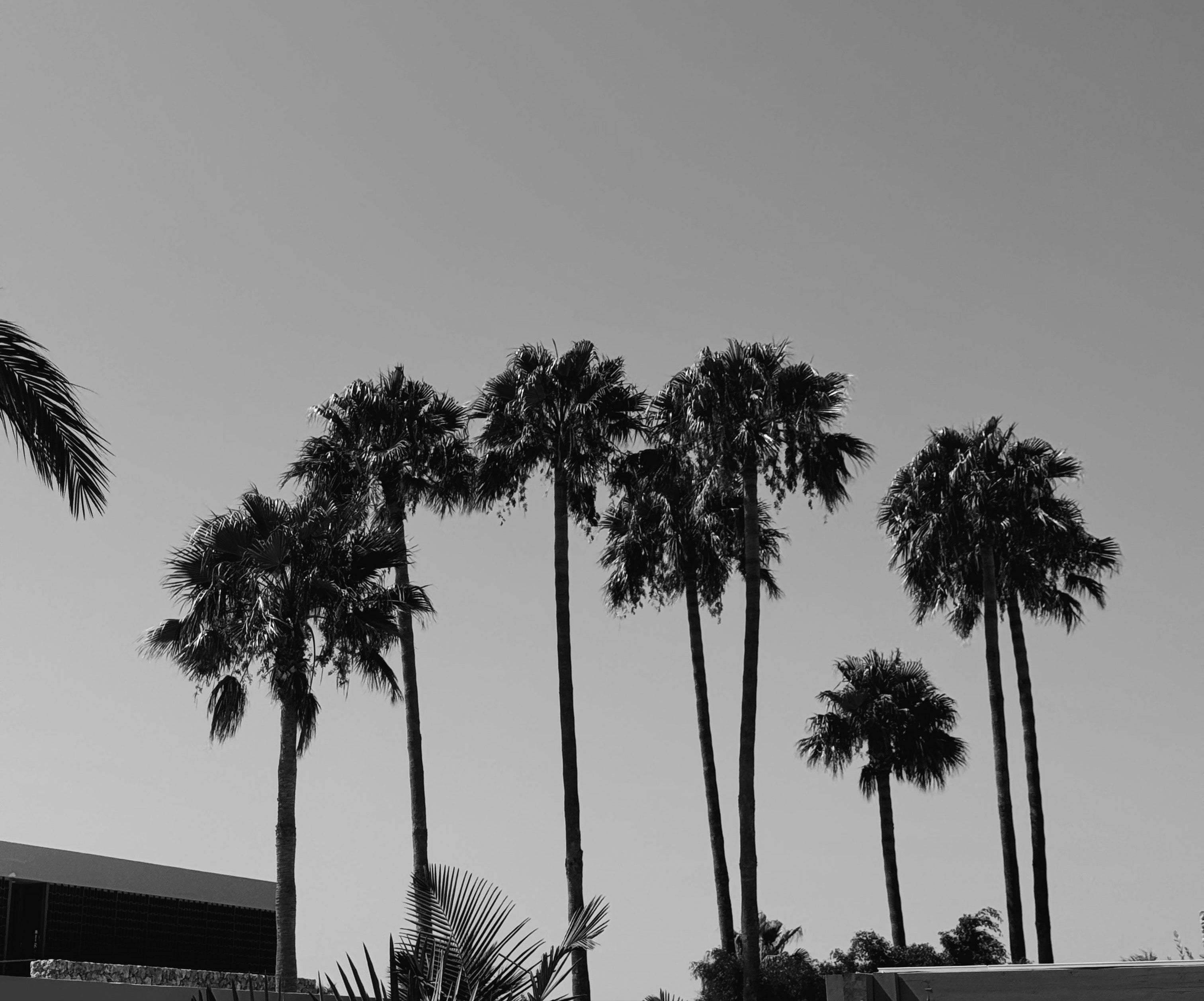 Black and white photo of palm trees against a clear sky