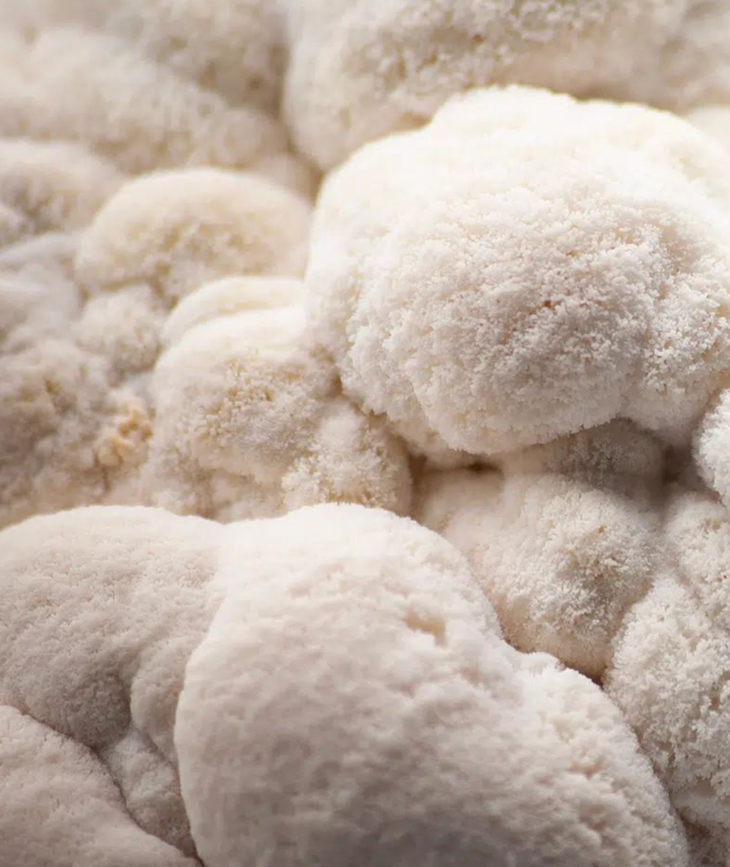 stacked white lions mane mushrooms