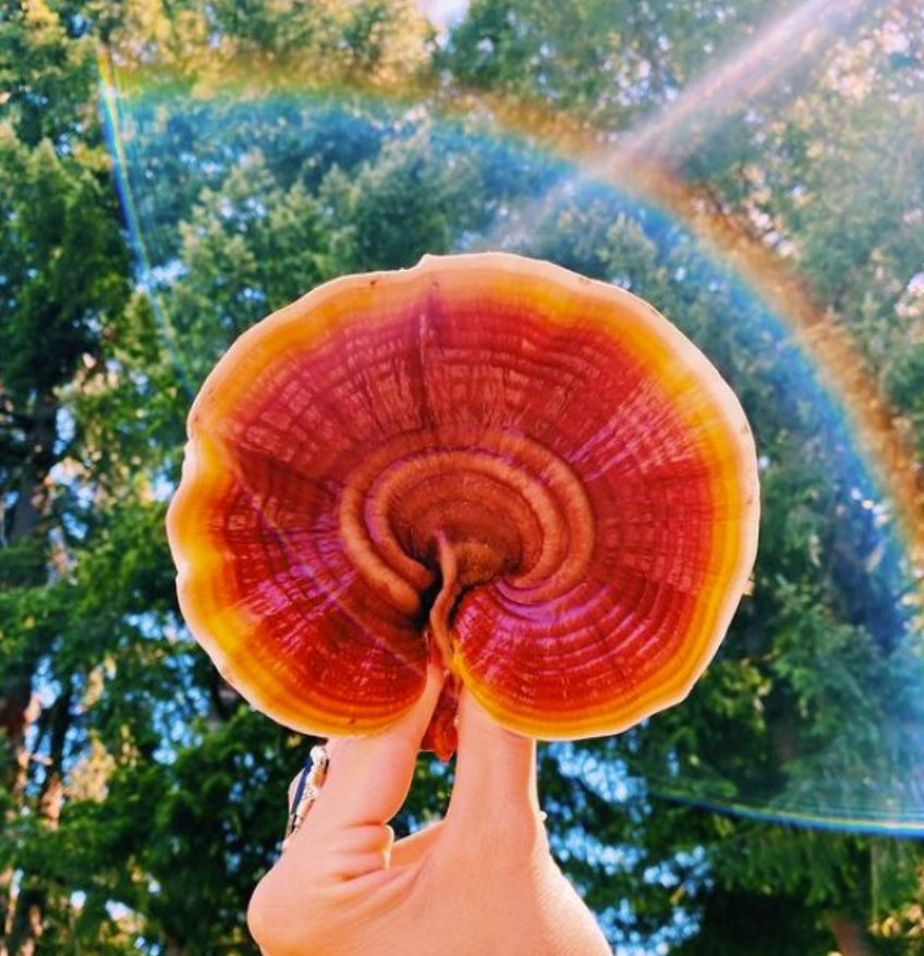 When to Take Reishi: Morning or Night? (What Actually Works)