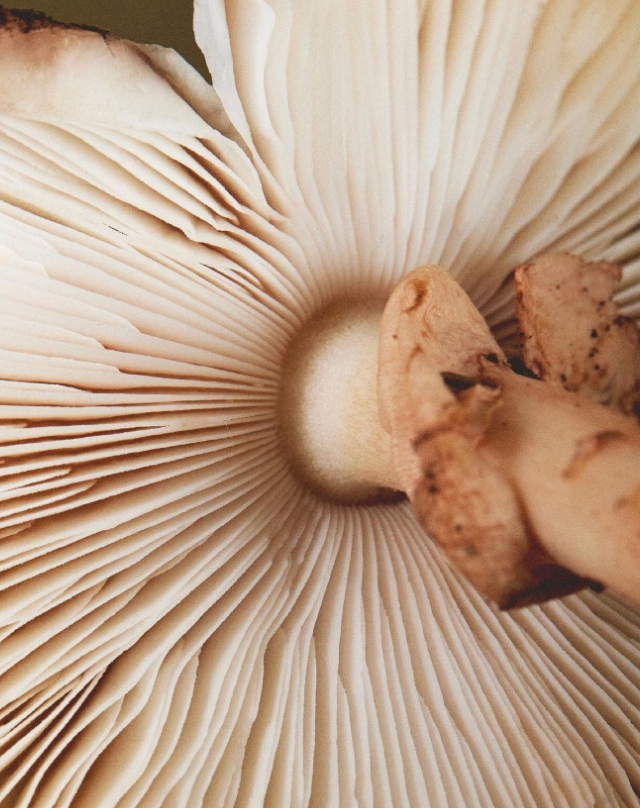 Fruiting Body vs Mycelium: What’s the Difference?