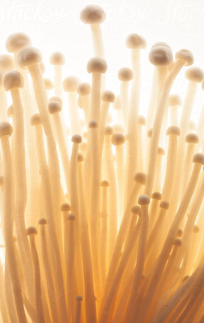 The Rise of Organic Mushroom Supplements: Nature’s Answer to Modern Burnout