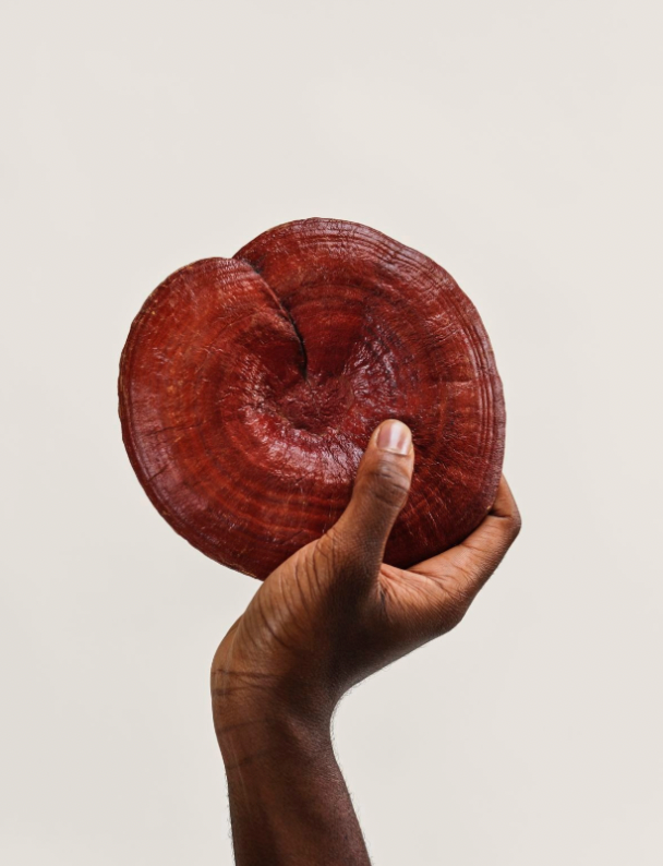 Reishi vs Magnesium for Sleep: Which Works Better?