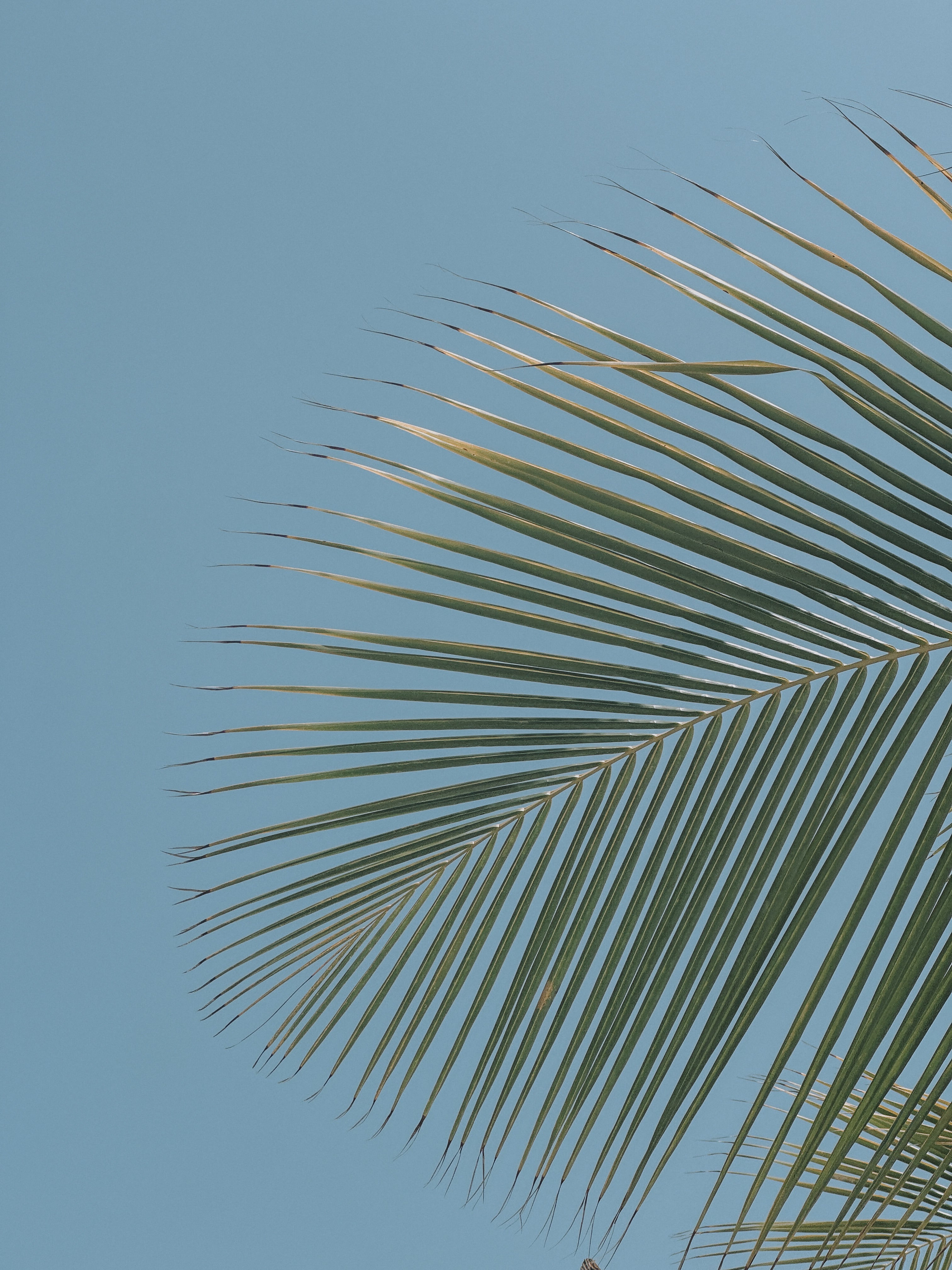 Palm leaf against a clear blue sky
