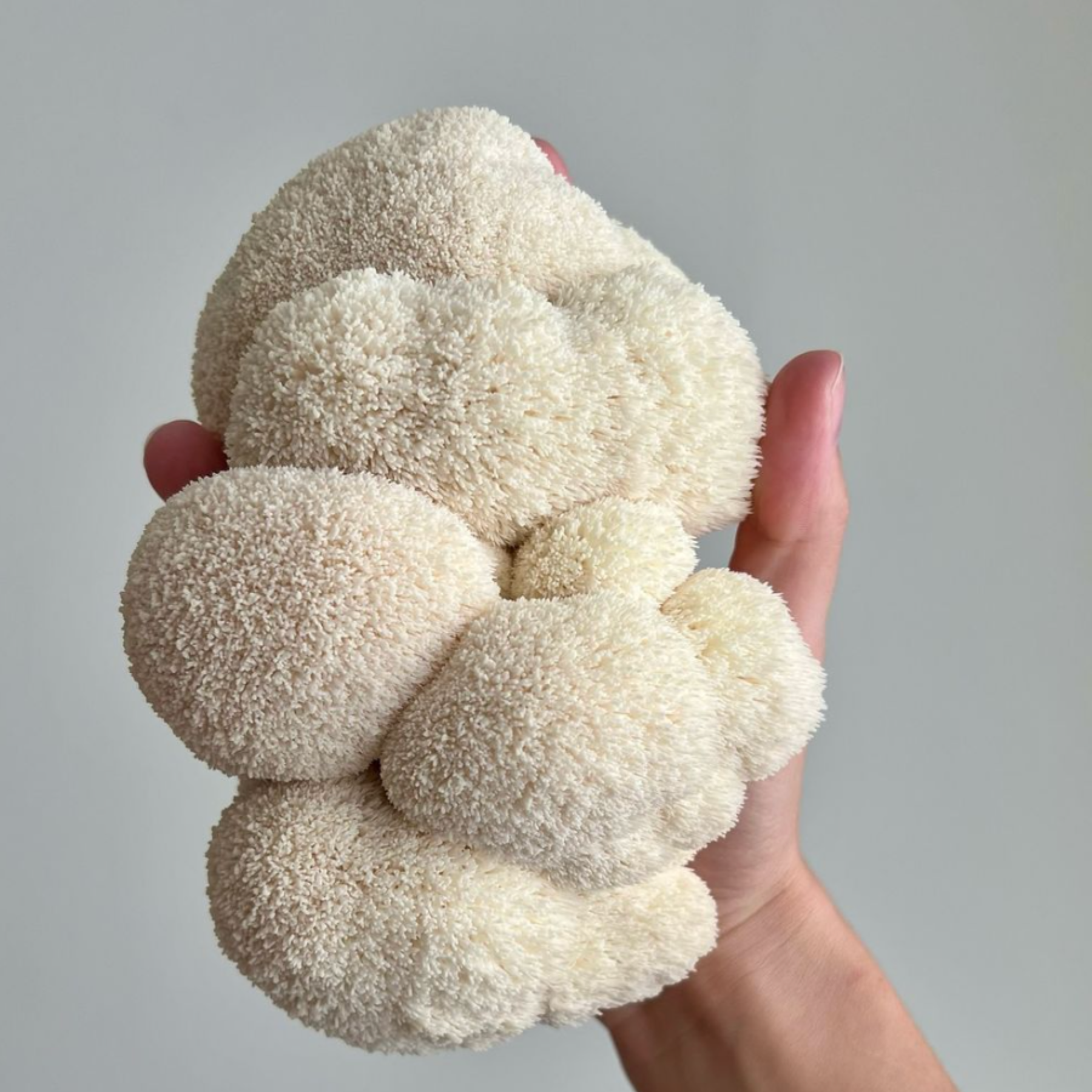 a hand holding a lions mane mushroom