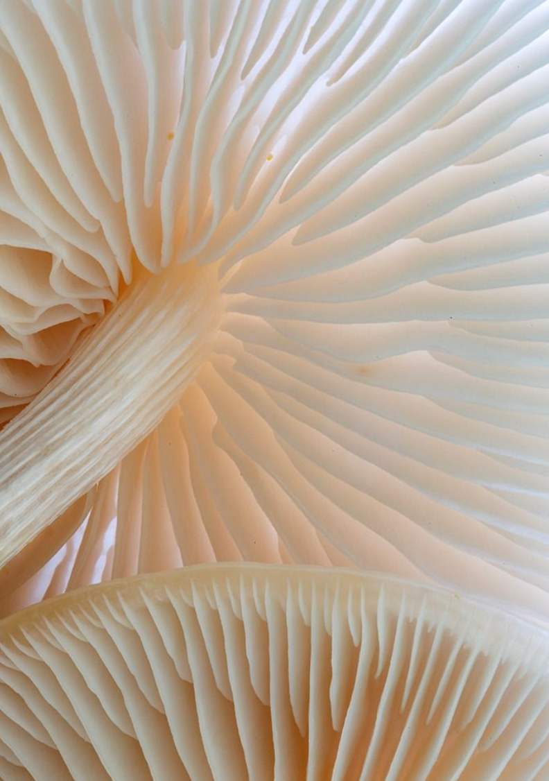 Close-up of a mushroom gill structure