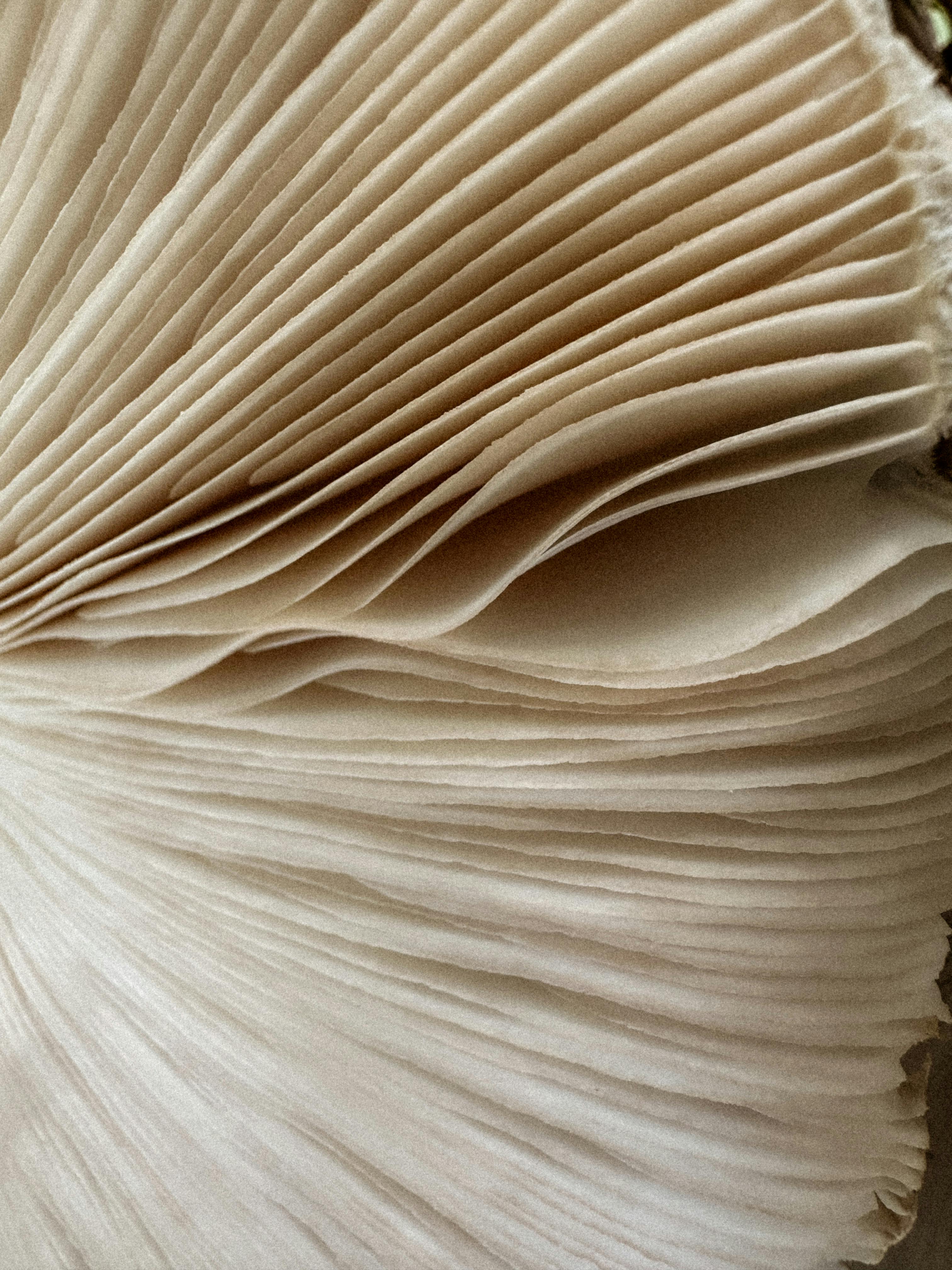 mushroom texture health lovers