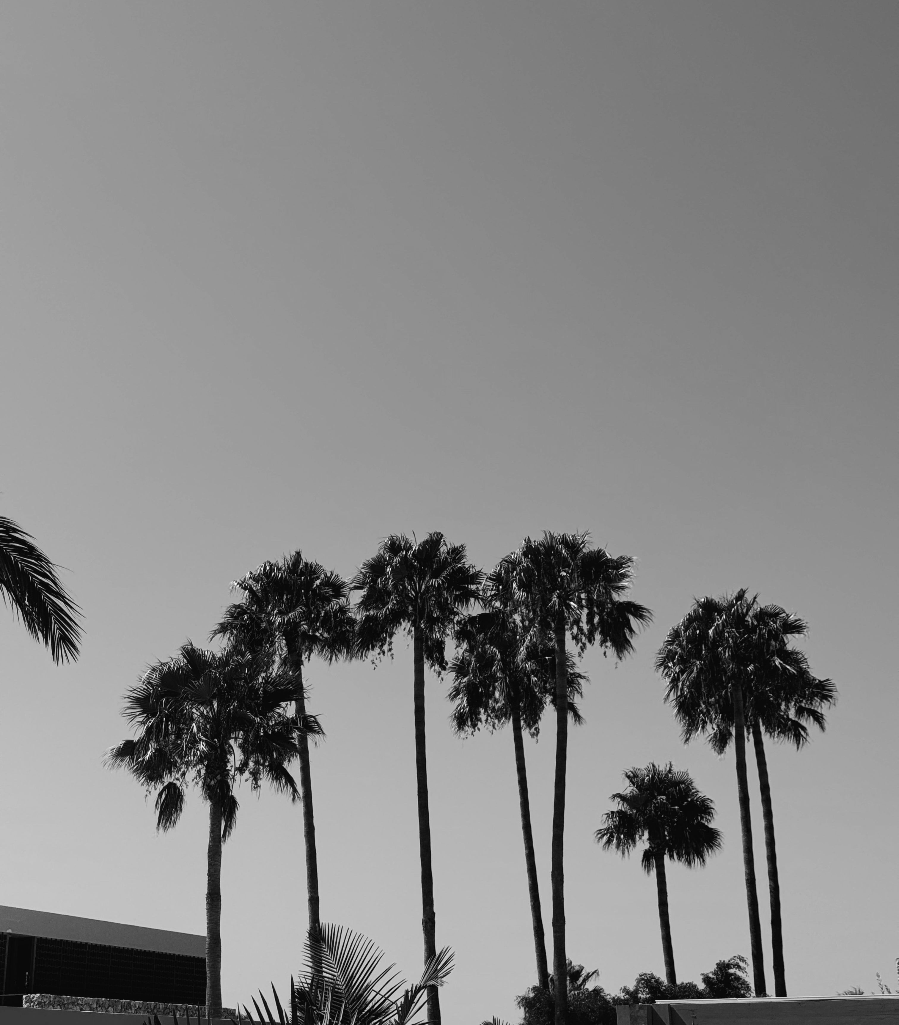 Black and white photo of palm trees against a clear sky